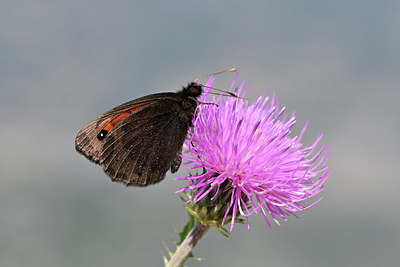 BUITEN BEELD Foto: 344807