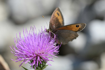 BUITEN BEELD Foto: 344809