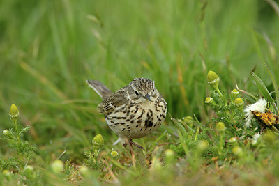 BUITEN BEELD Foto: 344822