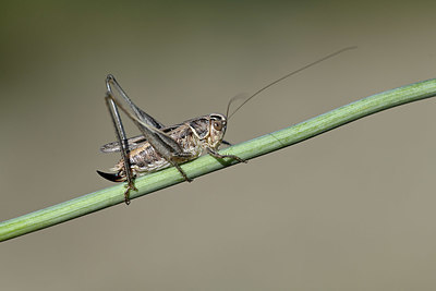 BUITEN BEELD Foto: 344824