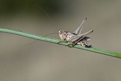 BUITEN BEELD Foto: 344826