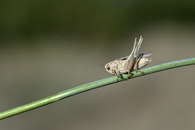 BUITEN BEELD Foto: 344827