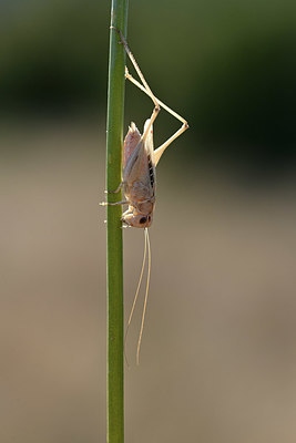 BUITEN BEELD Foto: 344828