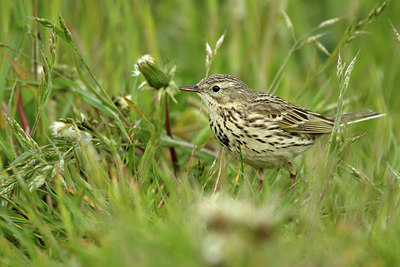 BUITEN BEELD Foto: 344829