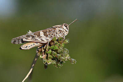 BUITEN BEELD Foto: 344831