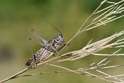 BUITEN BEELD Foto: 344833