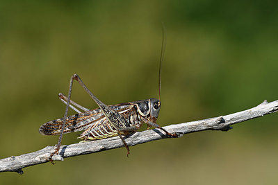 BUITEN BEELD Foto: 344834