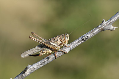 BUITEN BEELD Foto: 344835