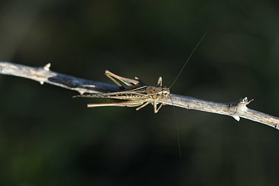 BUITEN BEELD Foto: 344836