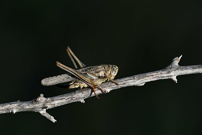 BUITEN BEELD Foto: 344837