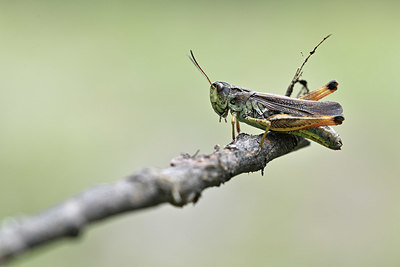 BUITEN BEELD Foto: 344841