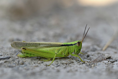 BUITEN BEELD Foto: 344843