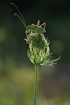 BUITEN BEELD Foto: 344844