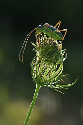 BUITEN BEELD Foto: 344845