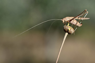 BUITEN BEELD Foto: 344849