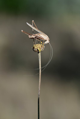 BUITEN BEELD Foto: 344851