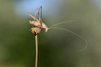 BUITEN BEELD Foto: 344852
