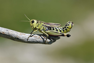 BUITEN BEELD Foto: 344855