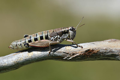 BUITEN BEELD Foto: 344857