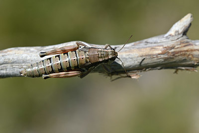 BUITEN BEELD Foto: 344858