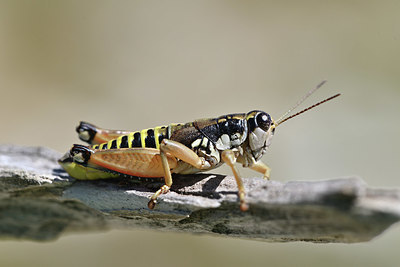 BUITEN BEELD Foto: 344862