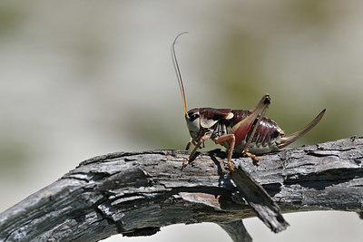 BUITEN BEELD Foto: 344864
