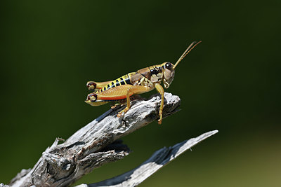 BUITEN BEELD Foto: 344865