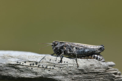 BUITEN BEELD Foto: 344869