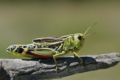 BUITEN BEELD Foto: 344870