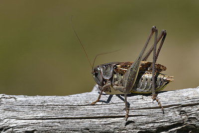 BUITEN BEELD Foto: 344871