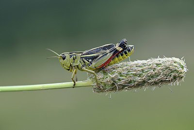 BUITEN BEELD Foto: 344881