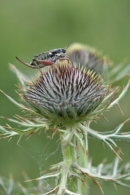BUITEN BEELD Foto: 344882