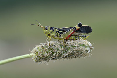 BUITEN BEELD Foto: 344883