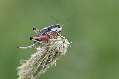 BUITEN BEELD Foto: 344884