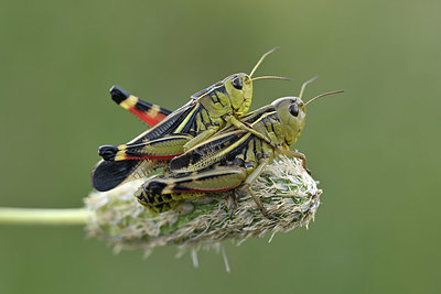 BUITEN BEELD Foto: 344885