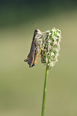 BUITEN BEELD Foto: 344888