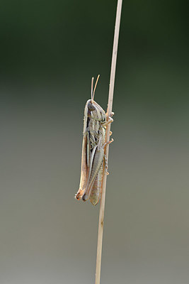 BUITEN BEELD Foto: 344891