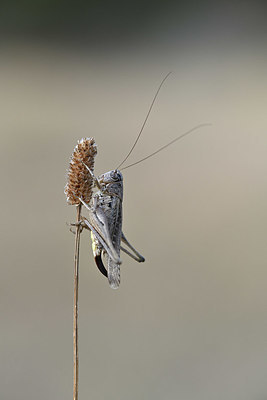 BUITEN BEELD Foto: 344893