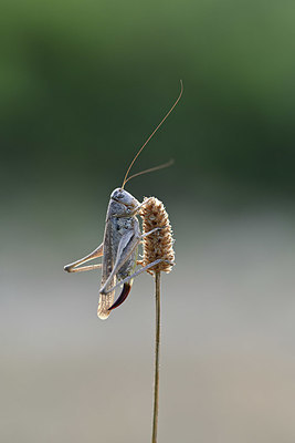 BUITEN BEELD Foto: 344894