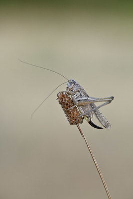 BUITEN BEELD Foto: 344895