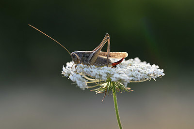 BUITEN BEELD Foto: 344896