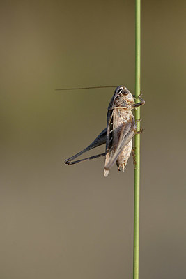 BUITEN BEELD Foto: 344899