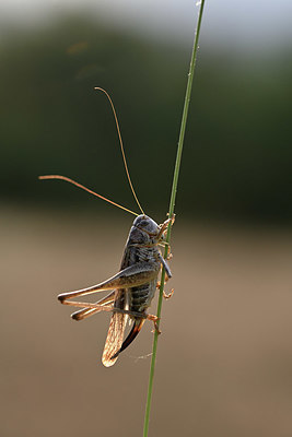 BUITEN BEELD Foto: 344901