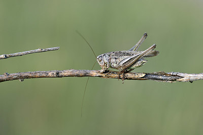 BUITEN BEELD Foto: 344903