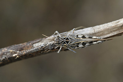 BUITEN BEELD Foto: 344906