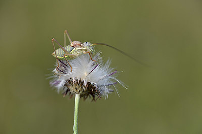 BUITEN BEELD Foto: 344916