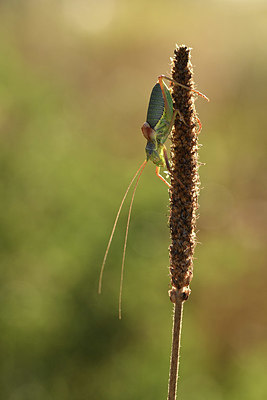 BUITEN BEELD Foto: 344917