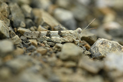 BUITEN BEELD Foto: 344919
