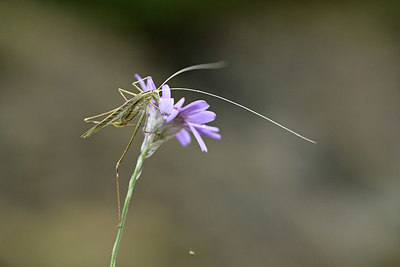 BUITEN BEELD Foto: 344923