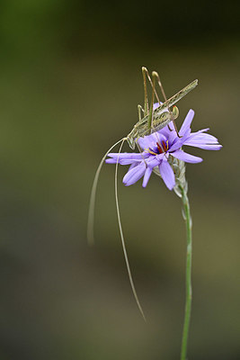BUITEN BEELD Foto: 344926